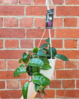 Hoya - Krinkle 'Rubra' (no. 190) - 13cm HB