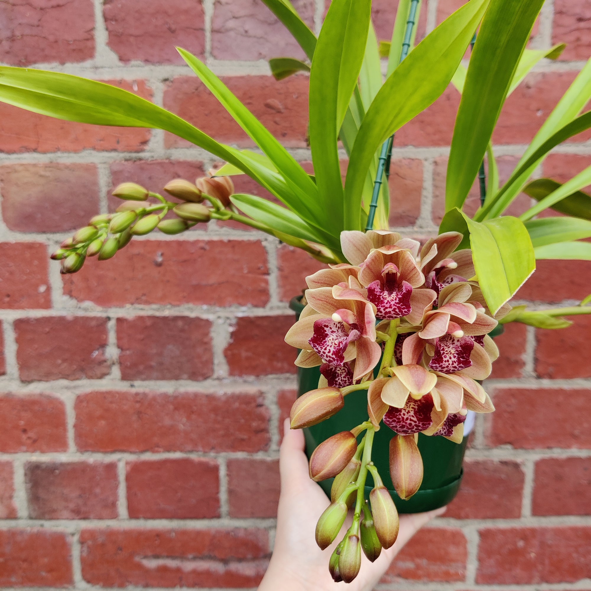 Orchid - Cascading Cymbidium Maroon Pink - 5 flower spikes - 17cm Hanging Basket