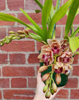 Orchid - Cascading Cymbidium Maroon Pink - 5 flower spikes - 17cm Hanging Basket