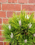 Pinus Thunbergii Emery's Dwarf - 20cm pot