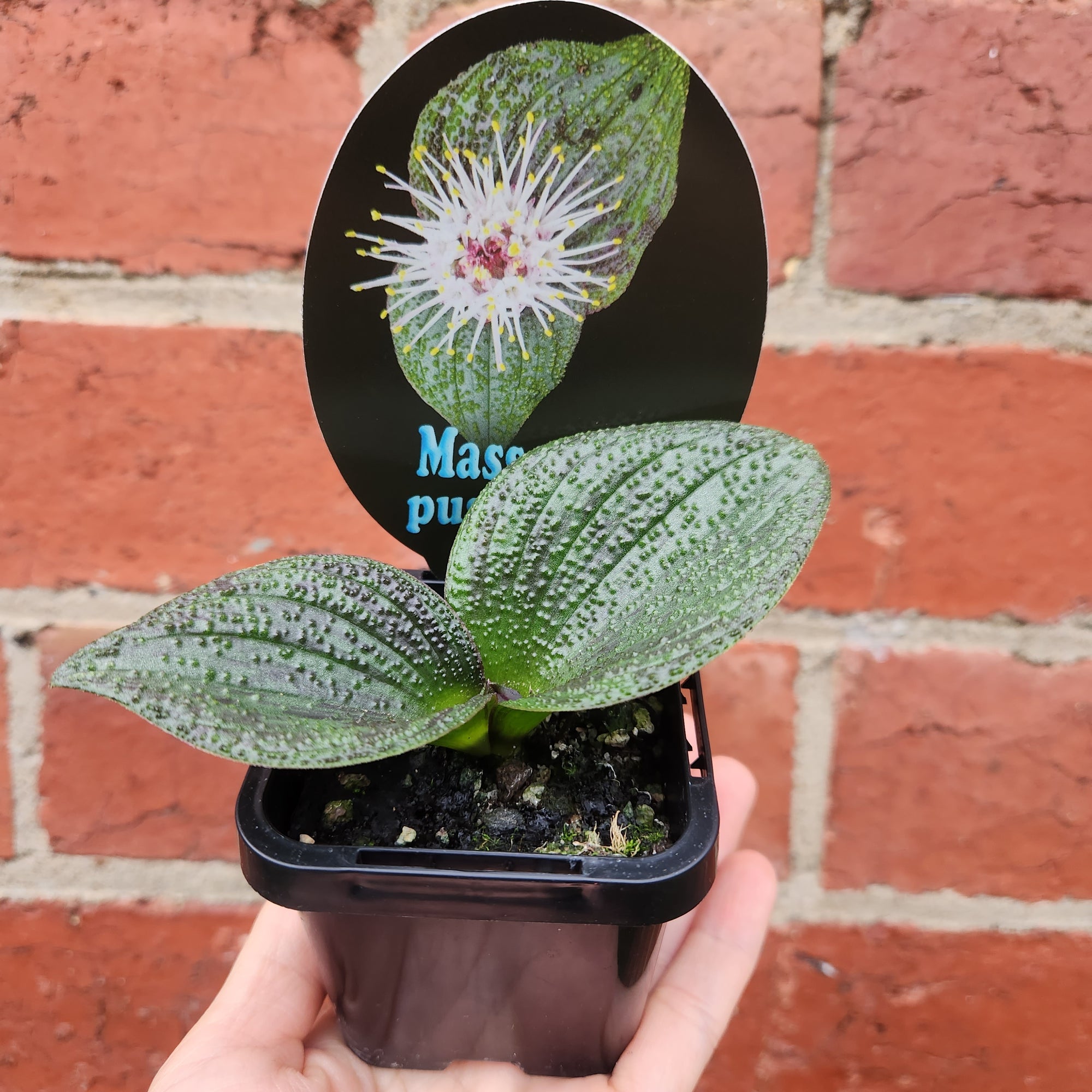 Massonia - 10cm pot