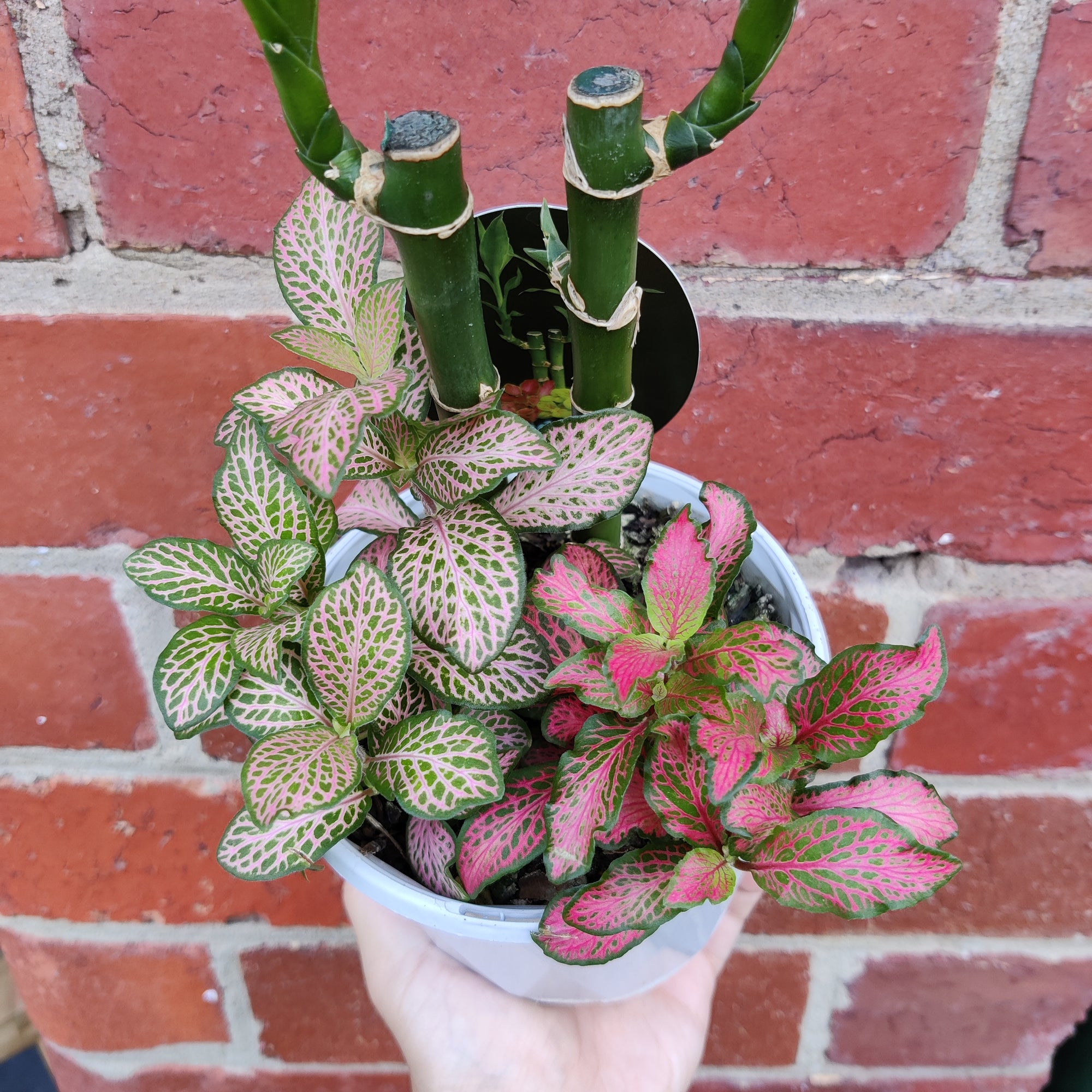 Indoor Foliage Triple plant - Fittonia x Dracaena - 13cm pot