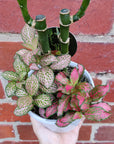 Indoor Foliage Triple plant - Fittonia x Dracaena - 13cm pot