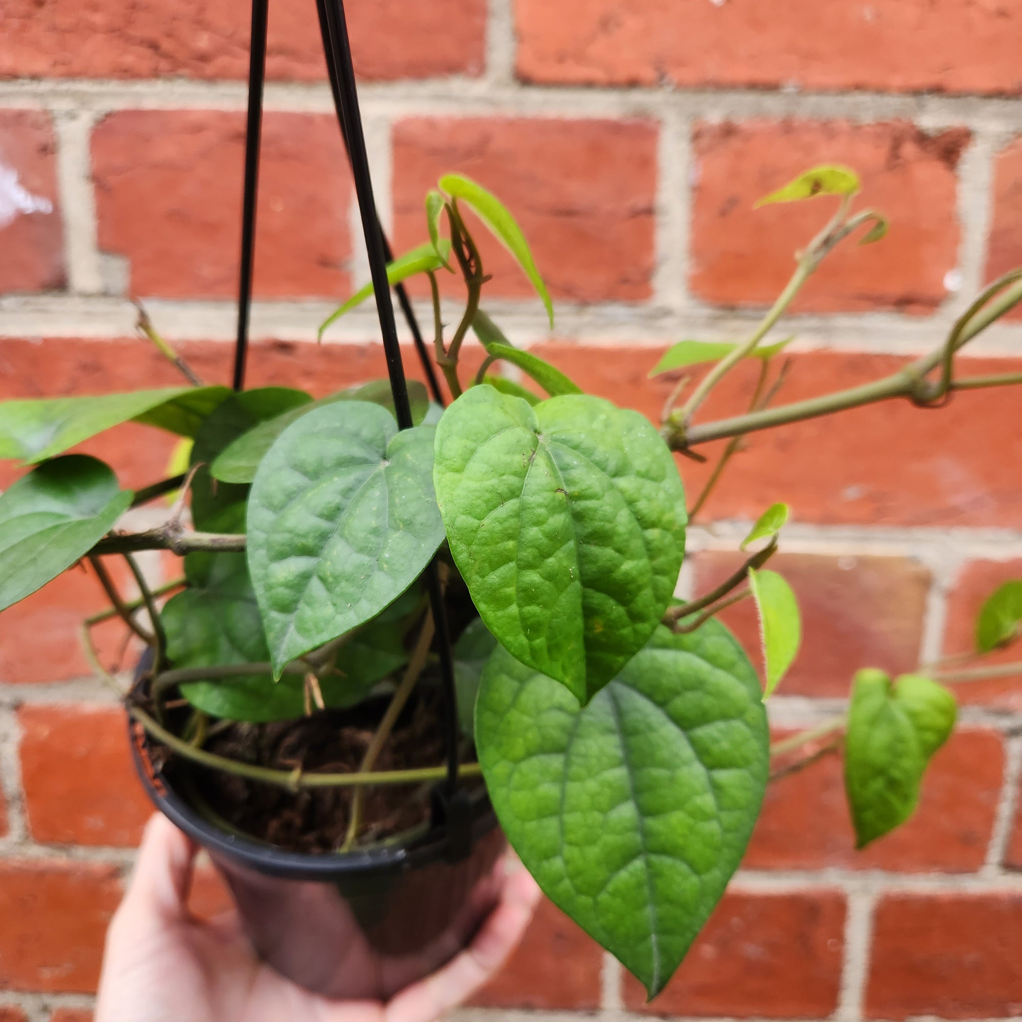 Betel Leaves Plant (Piper Crocatum Celebes Pepper) - Edible - 13cm pot