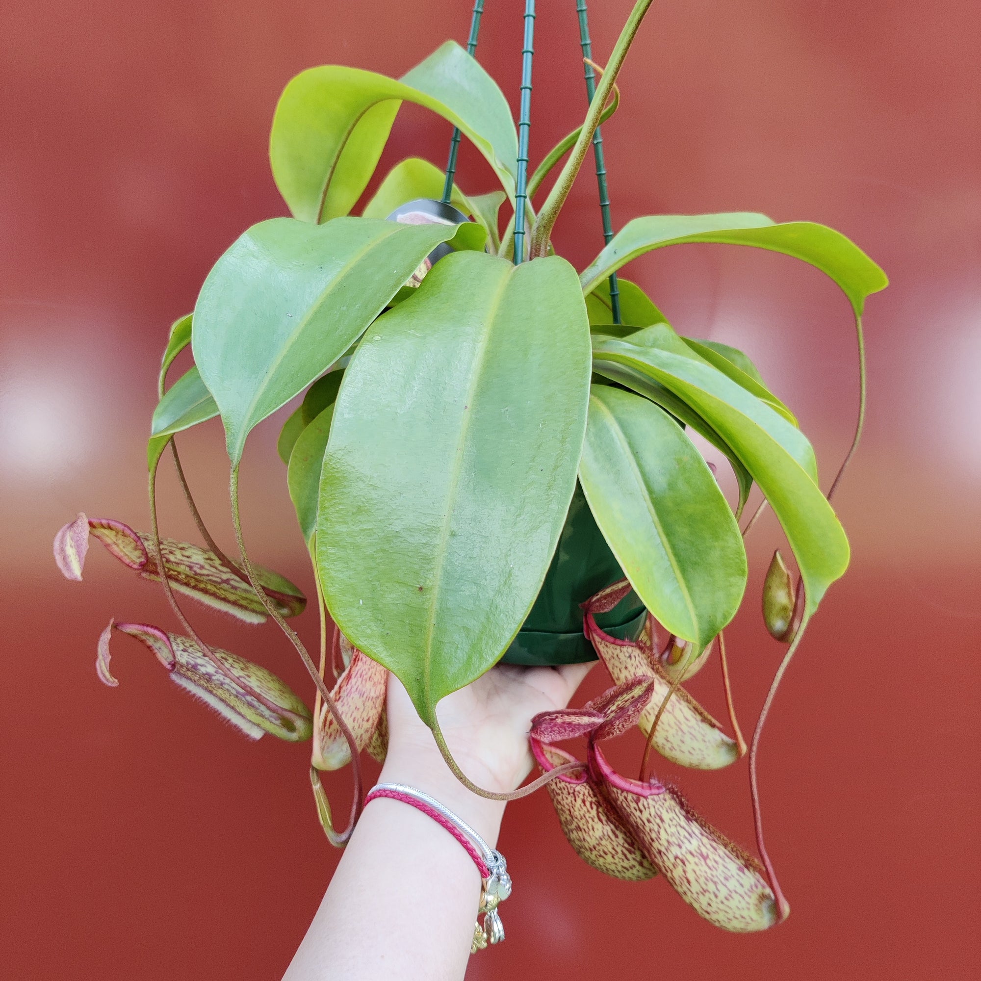 Nepenthes - 15cmHB