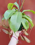 Nepenthes - 15cmHB