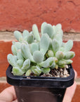 Pachyphytum Clavifolia - 7cm pot