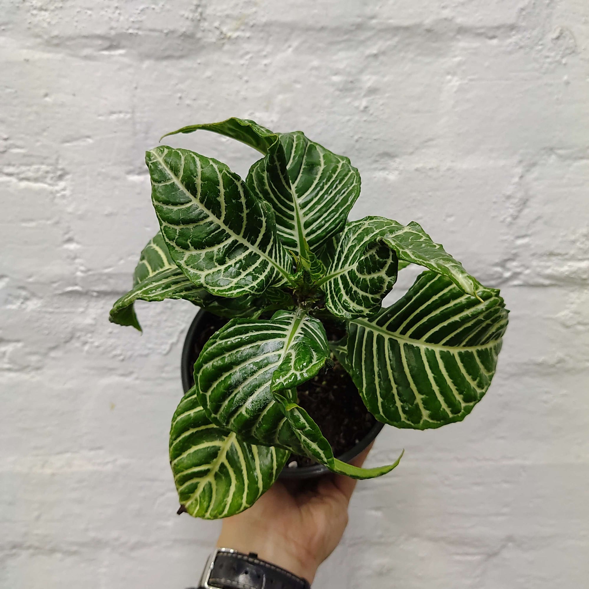Zebra plant (Aphelandra Squarrossa) - 12cm Pot