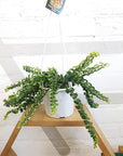 Curly Lipstick Plant (Aeschynanthus radicans) - FOLIA house