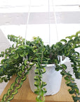 Curly Lipstick Plant (Aeschynanthus radicans) - FOLIA house
