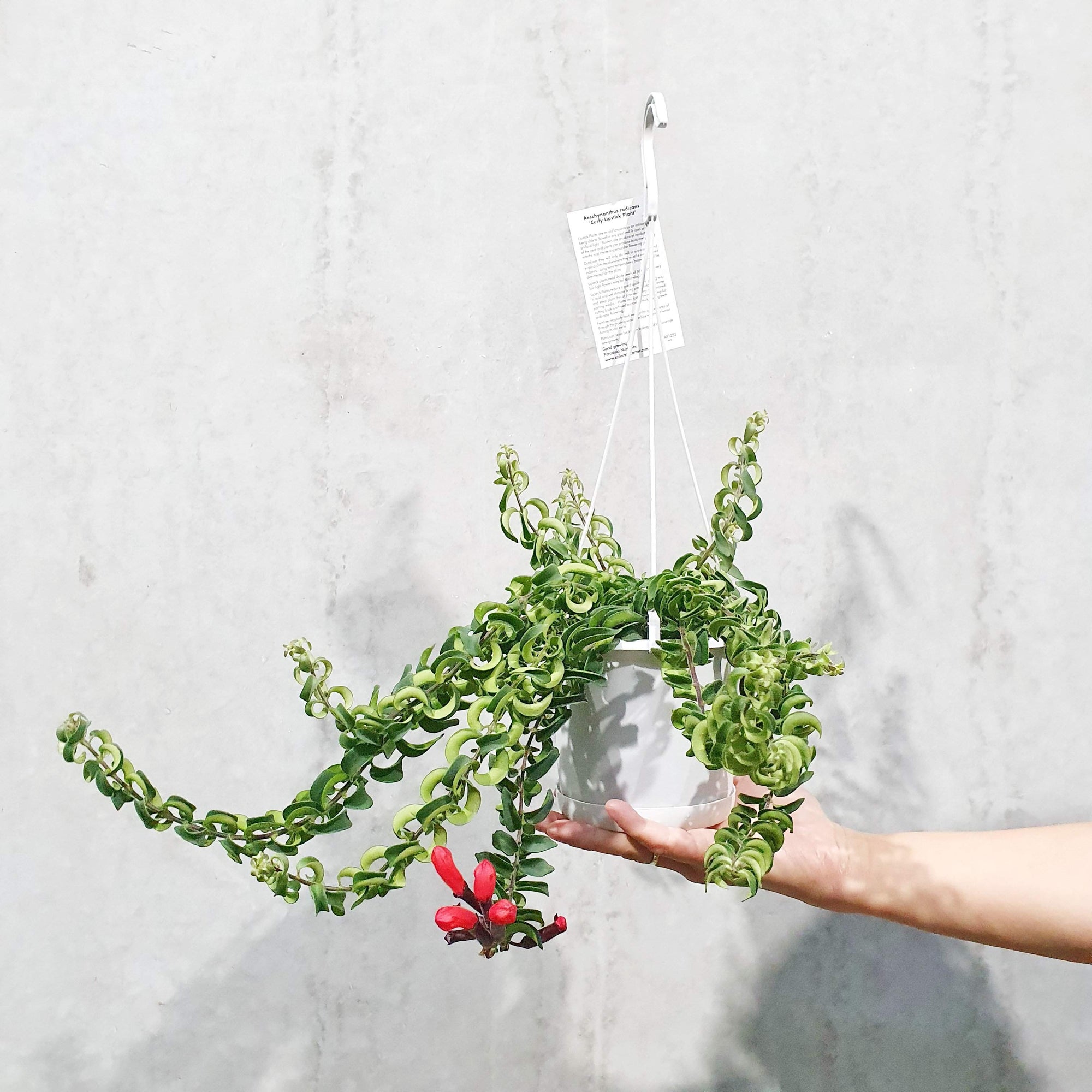 Curly Lipstick Plant (Aeschynanthus radicans)