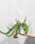 Curly Lipstick Plant (Aeschynanthus radicans)