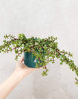 Portulacaria 'Jade Cascade' - 13cm pot