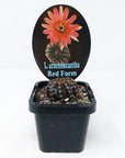 L. arachnacantha Red Form