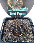 L. arachnacantha Red Form