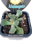 Aloinopsis