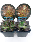 Echeveria Black Prince