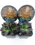 Echeveria Black Prince