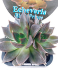 Echeveria Black Prince