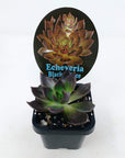 Echeveria Black Prince