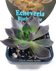Echeveria Black Prince