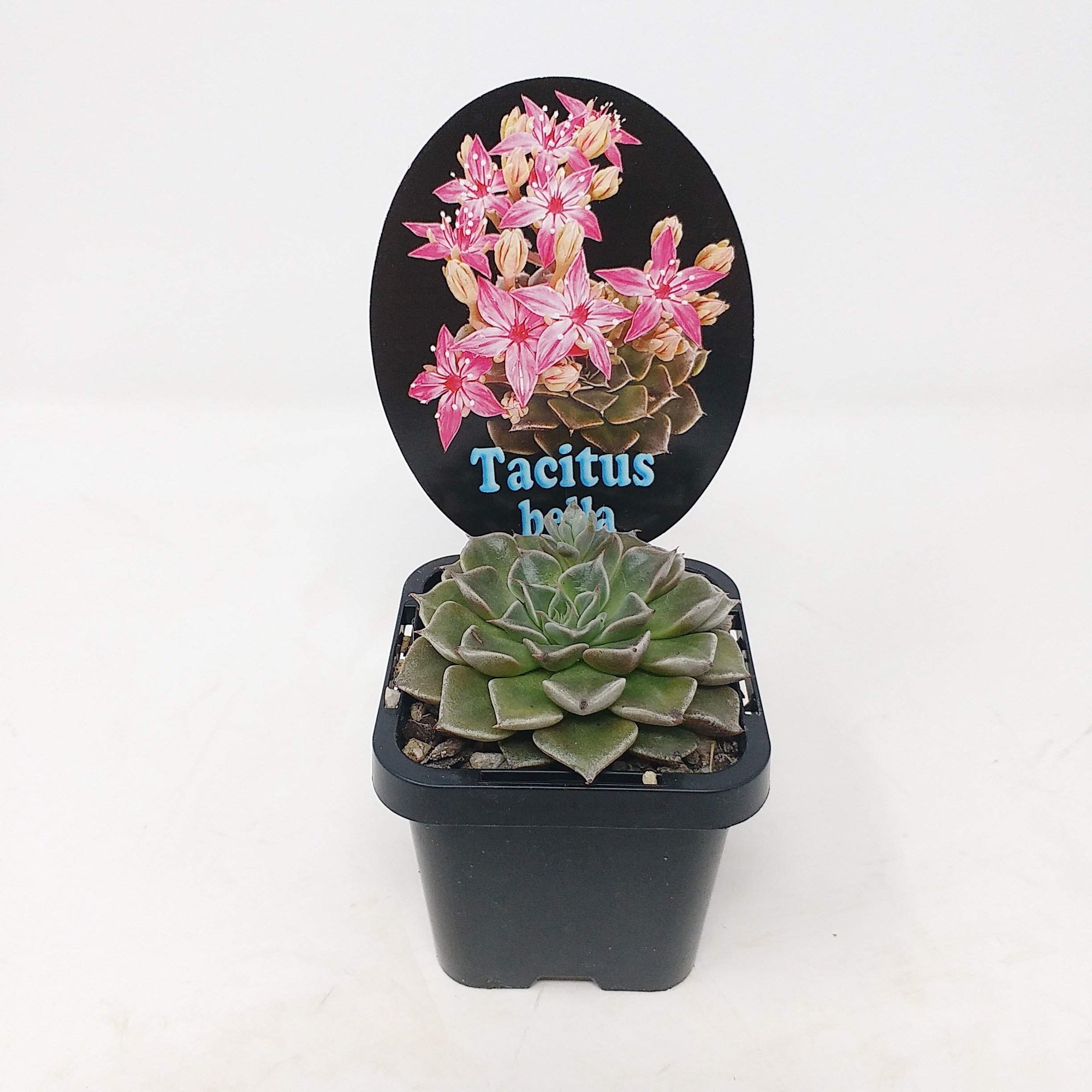 Tacitus bella - 7cm pot