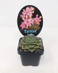 Tacitus bella - 7cm pot