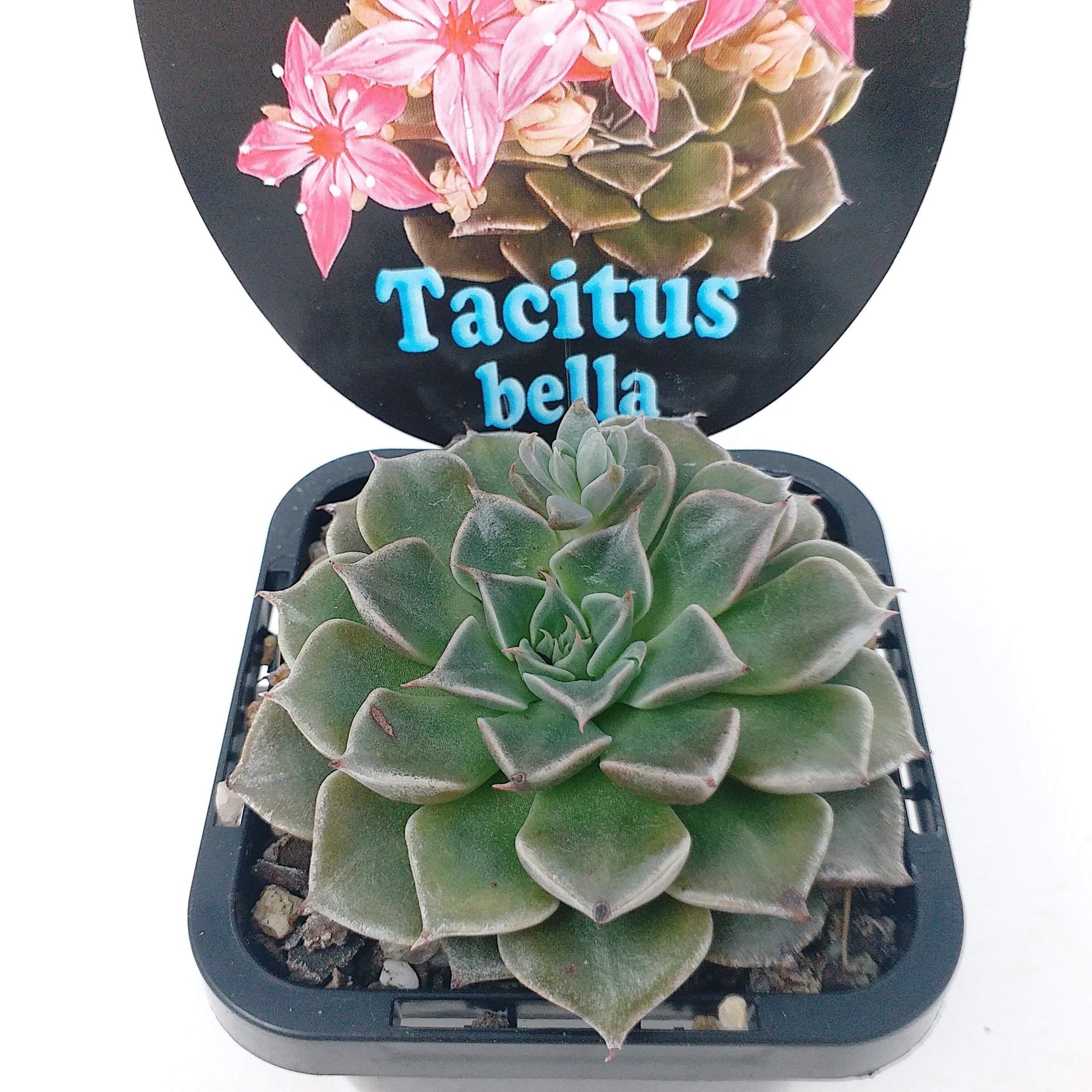 Tacitus bella - 7cm pot