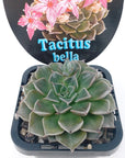 Tacitus bella - 7cm pot
