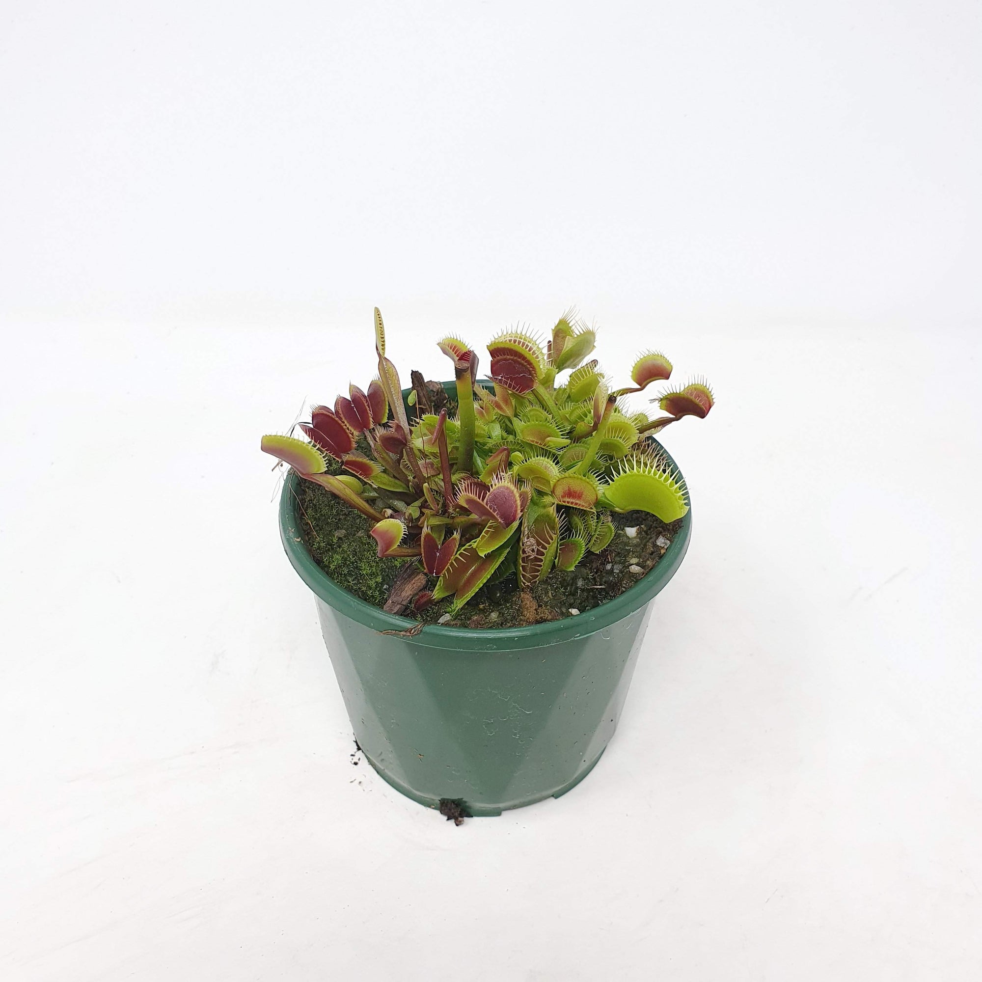Venus Fly traps (Carnivorous Plant) - 10cm Pot