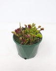 Venus Fly traps (Carnivorous Plant) - 10cm Pot