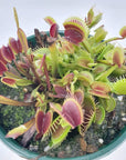 Venus Fly traps (Carnivorous Plant) - 10cm Pot