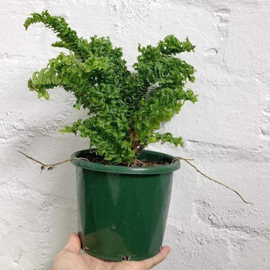 Nephrolepis 'Emina' - 13cm pot