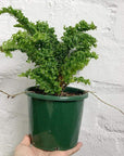 Nephrolepis 'Emina' - 13cm pot
