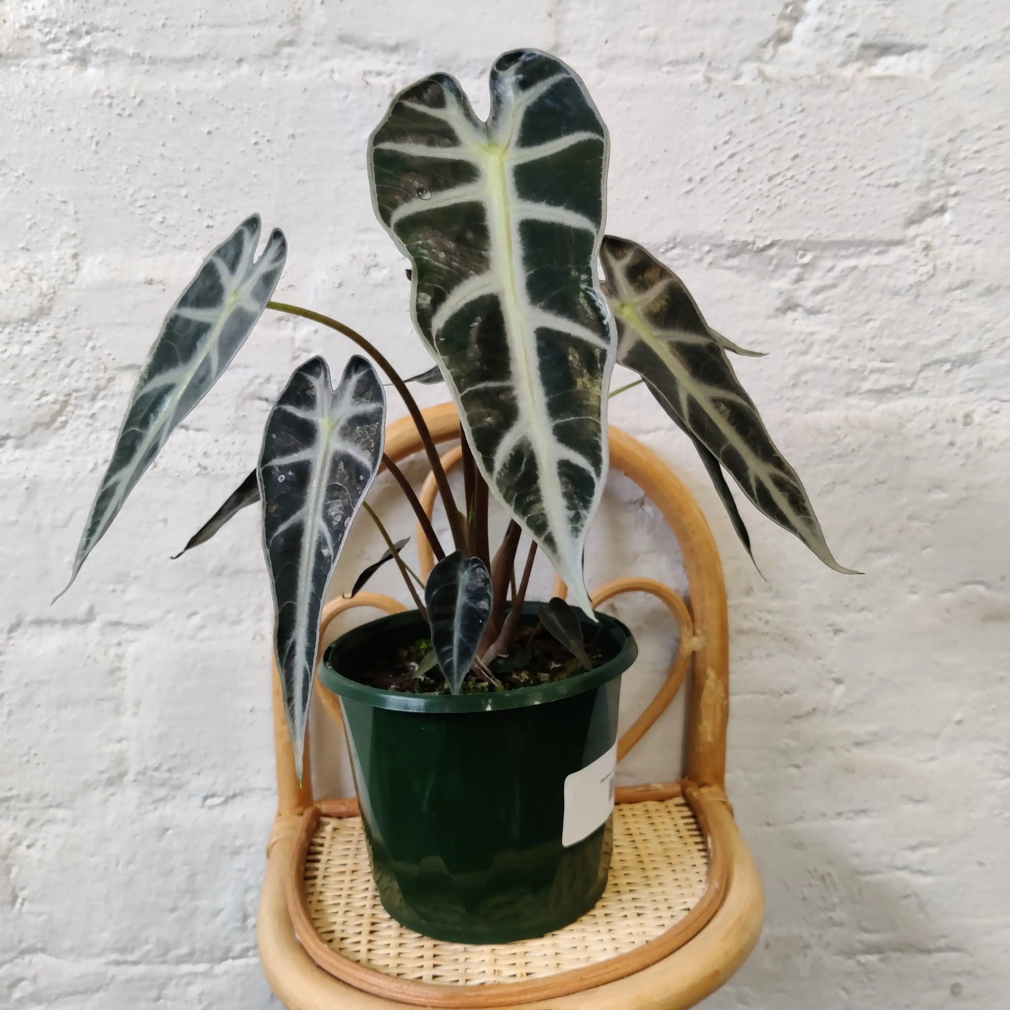 Alocasia Amazonica Bambino - 13cm Pot Folia House