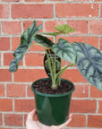 Alocasia Baginda Dragon Scale - 13cm Pot Folia House