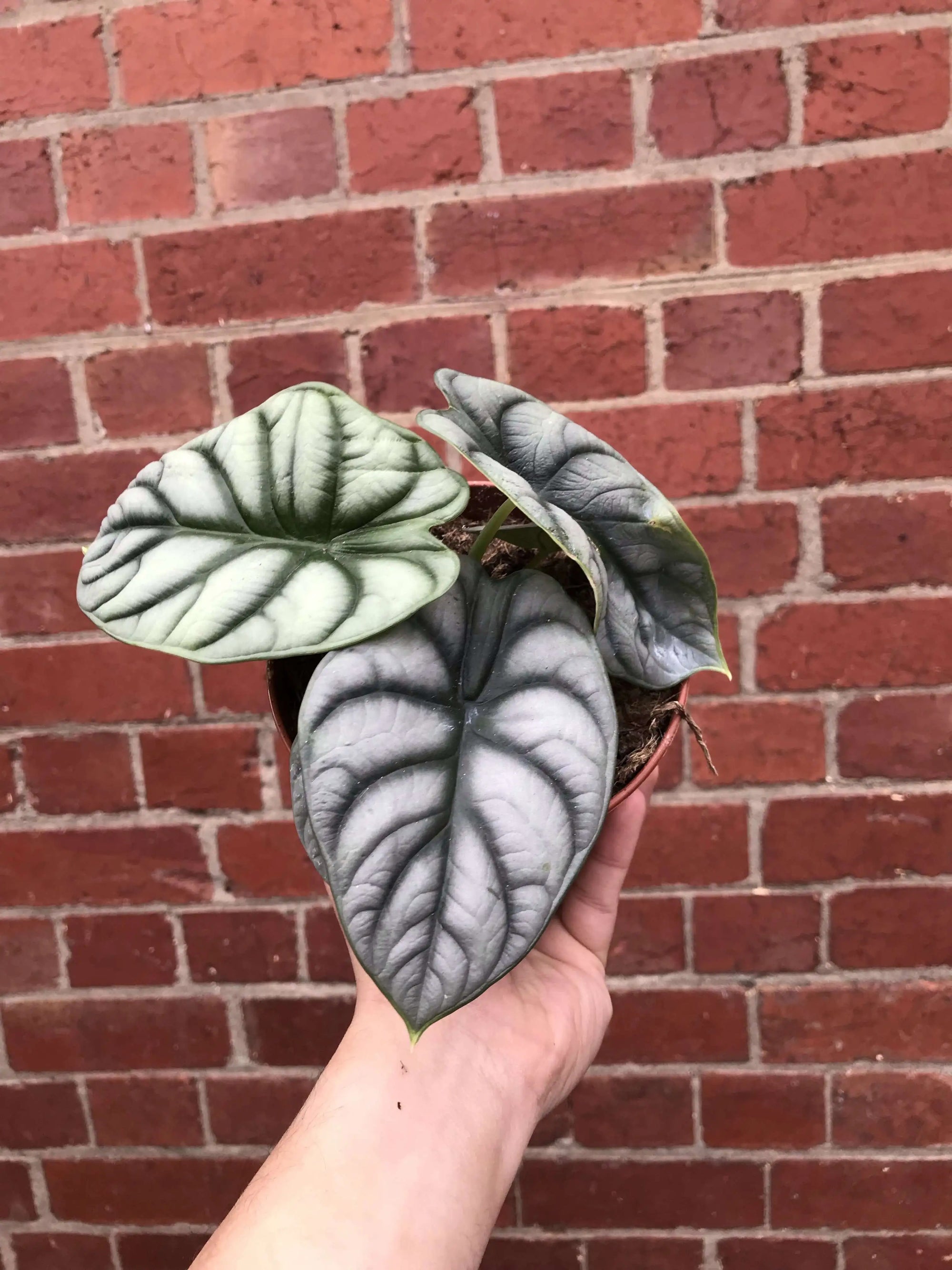 Alocasia Silver Dragon - 12cm Pot Folia House
