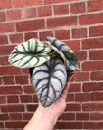 Alocasia Silver Dragon - 12cm Pot Folia House