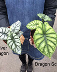 Alocasia Silver Dragon - 12cm Pot Folia House