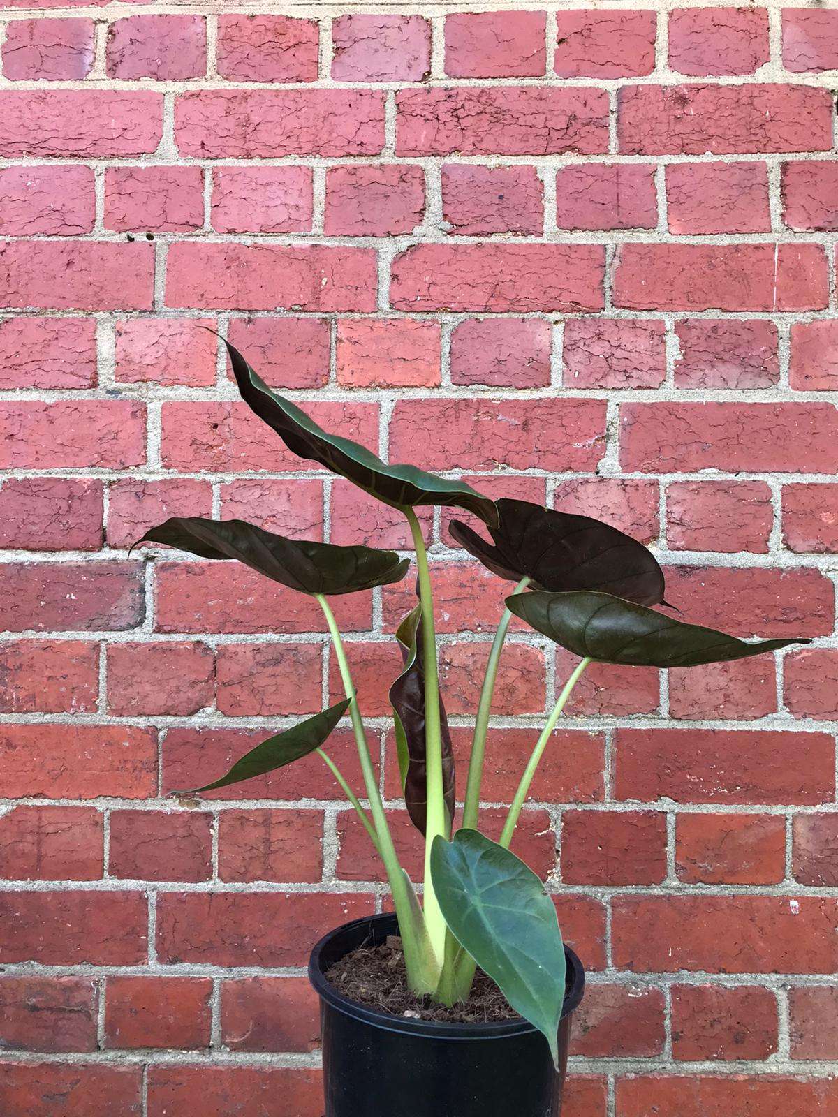 Alocasia Wentii - 20cm Pot Folia House