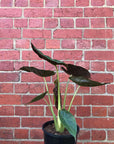 Alocasia Wentii - 20cm Pot Folia House