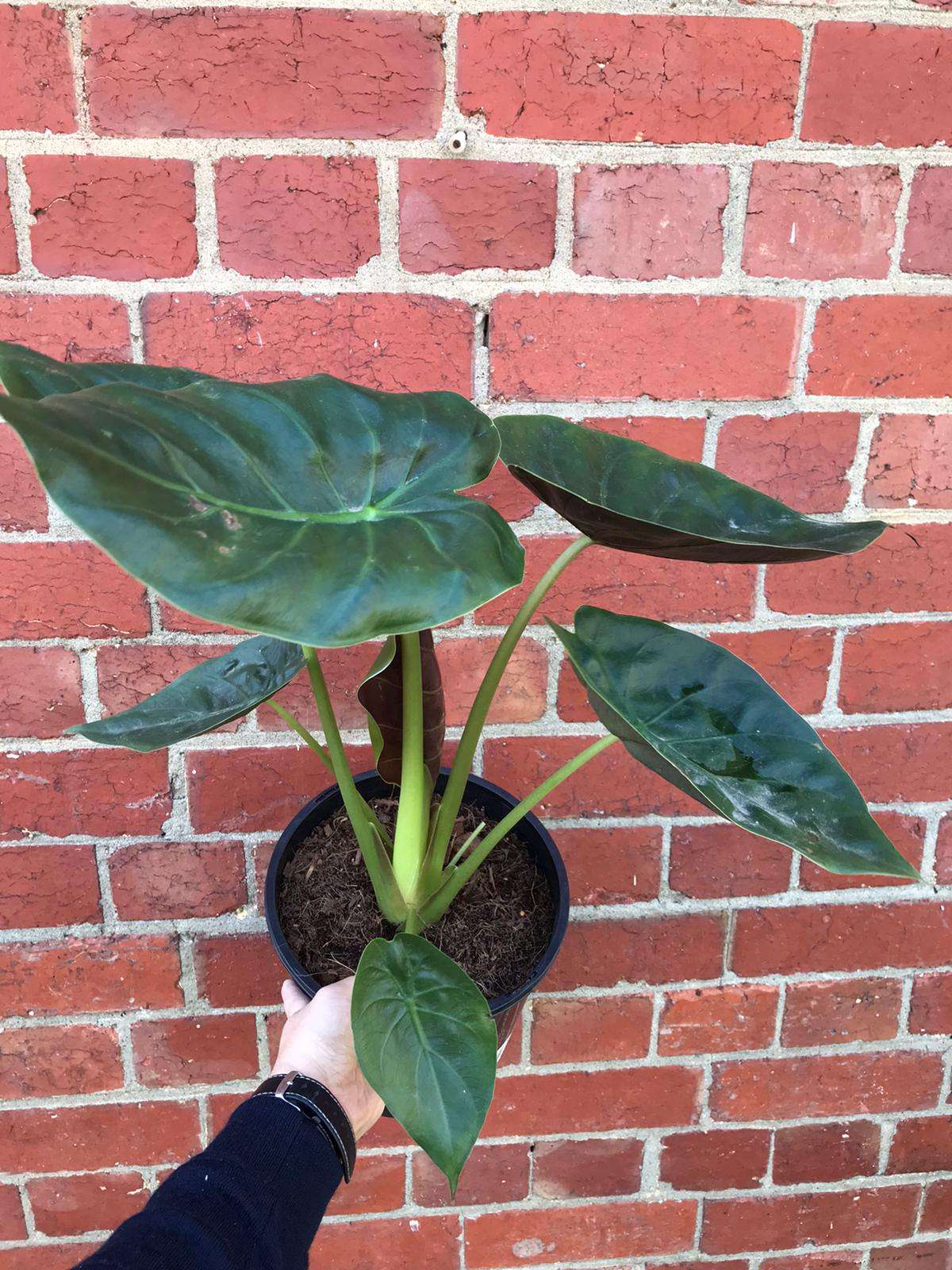 Alocasia Wentii - 20cm Pot Folia House