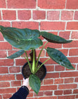 Alocasia Wentii - 20cm Pot Folia House