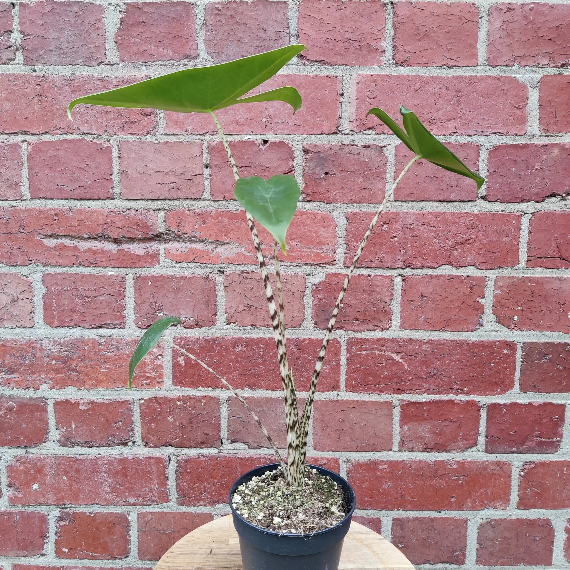 Alocasia Zebrina - 12cm Pot Folia House