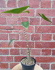 Alocasia Zebrina - 12cm Pot Folia House