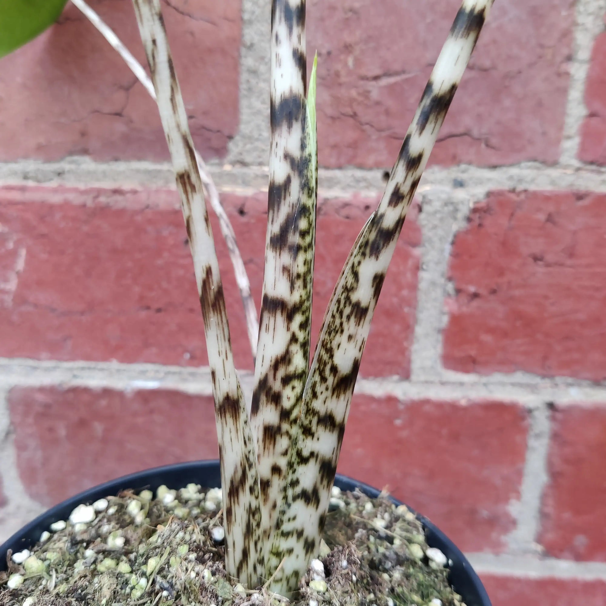 Alocasia Zebrina - 12cm Pot Folia House