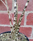 Alocasia Zebrina - 12cm Pot Folia House