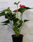 Anthurium - Pink heart - 15cm pot Folia House
