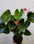 Anthurium - Pink heart - 15cm pot Folia House