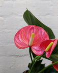 Anthurium - Pink heart - 15cm pot Folia House